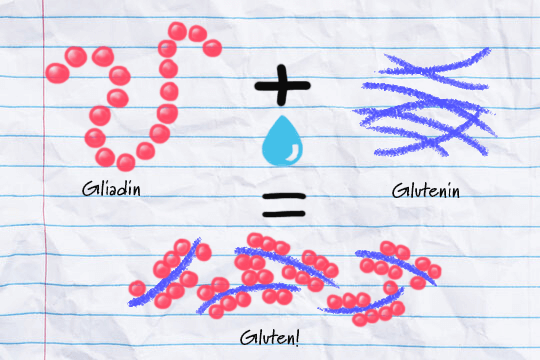 graphic showing gluten formation with drawings in science class style