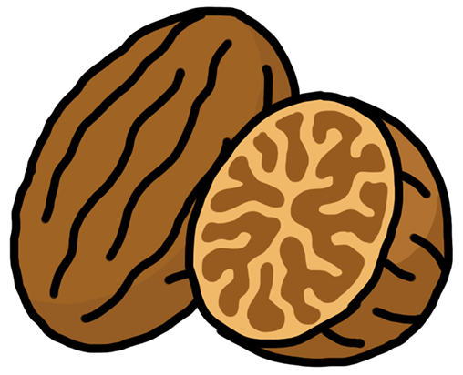 vector image of nutmeg