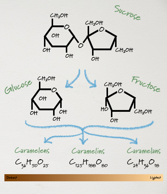 a drawing showing the molecular process of caramelization. Shows a molecule of sucrose breaking into glucose and fructose transforming into caramelens, caramelins, and caramelans. Also shows the color of each polymer with caramelens being the darkest and caramelans being the lightest brown.