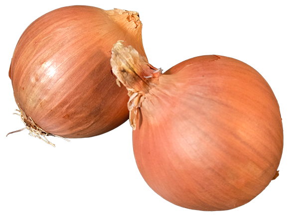 a photo of two yellow onions with no background