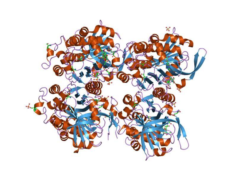 structure of the protein ovalbumin found in egg whites