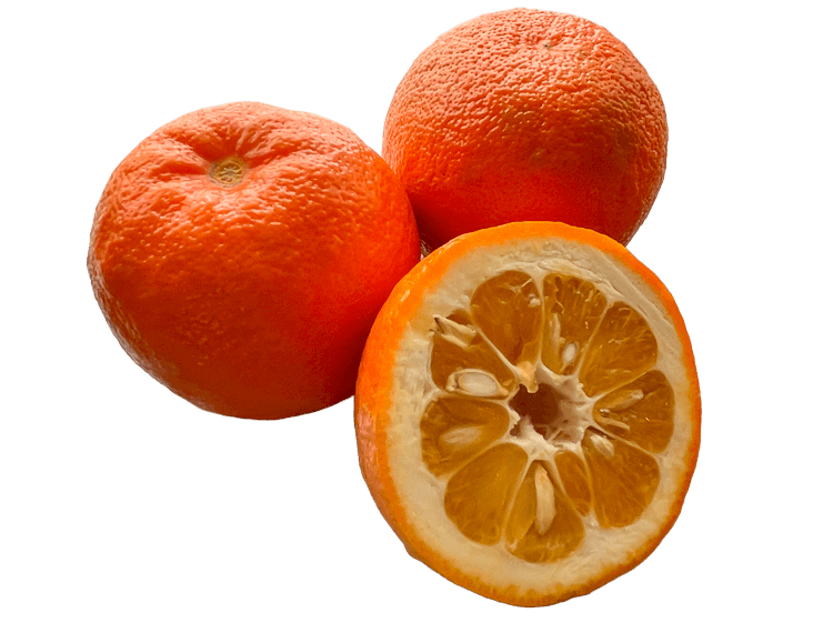 sour oranges showing a cross section of a seville orange. There are more seeds and more pith. No background.